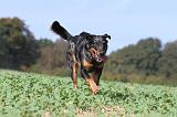 BEAUCERON 531